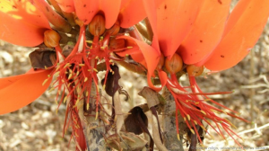 Coral tree (Erythrina schliebenii) (Credit: Costas Mligo, University of Dar es Salaam) 
